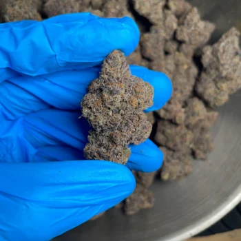 pink runtz bulk flower 1