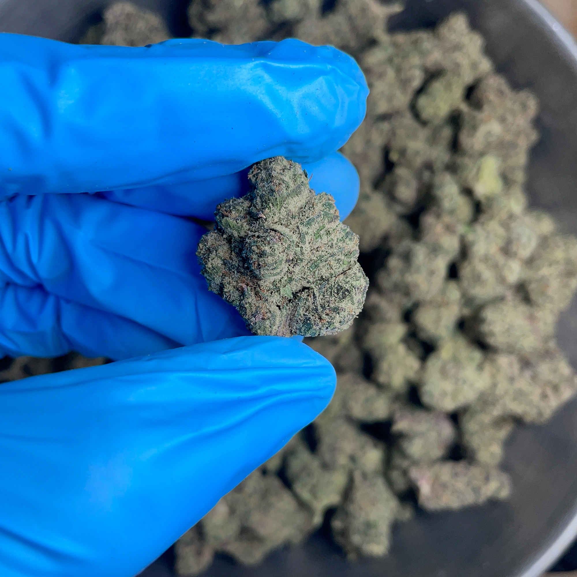 sugar-cane-bulk-flower-1 sugar-cane-bulk-flower-1