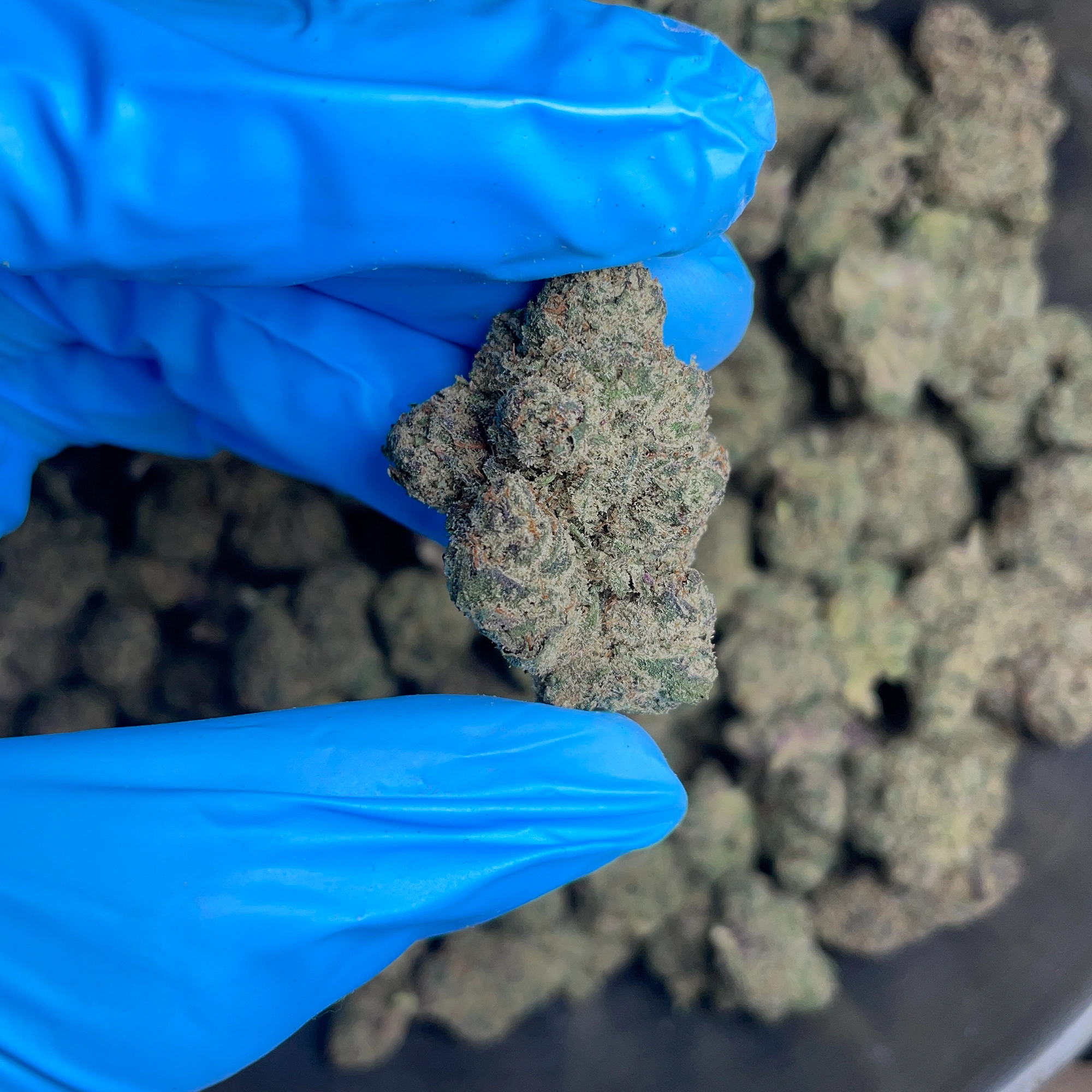 sugar-cane-bulk-flower-2 sugar-cane-bulk-flower-2