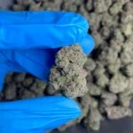 sugar-cane-bulk-flower-1