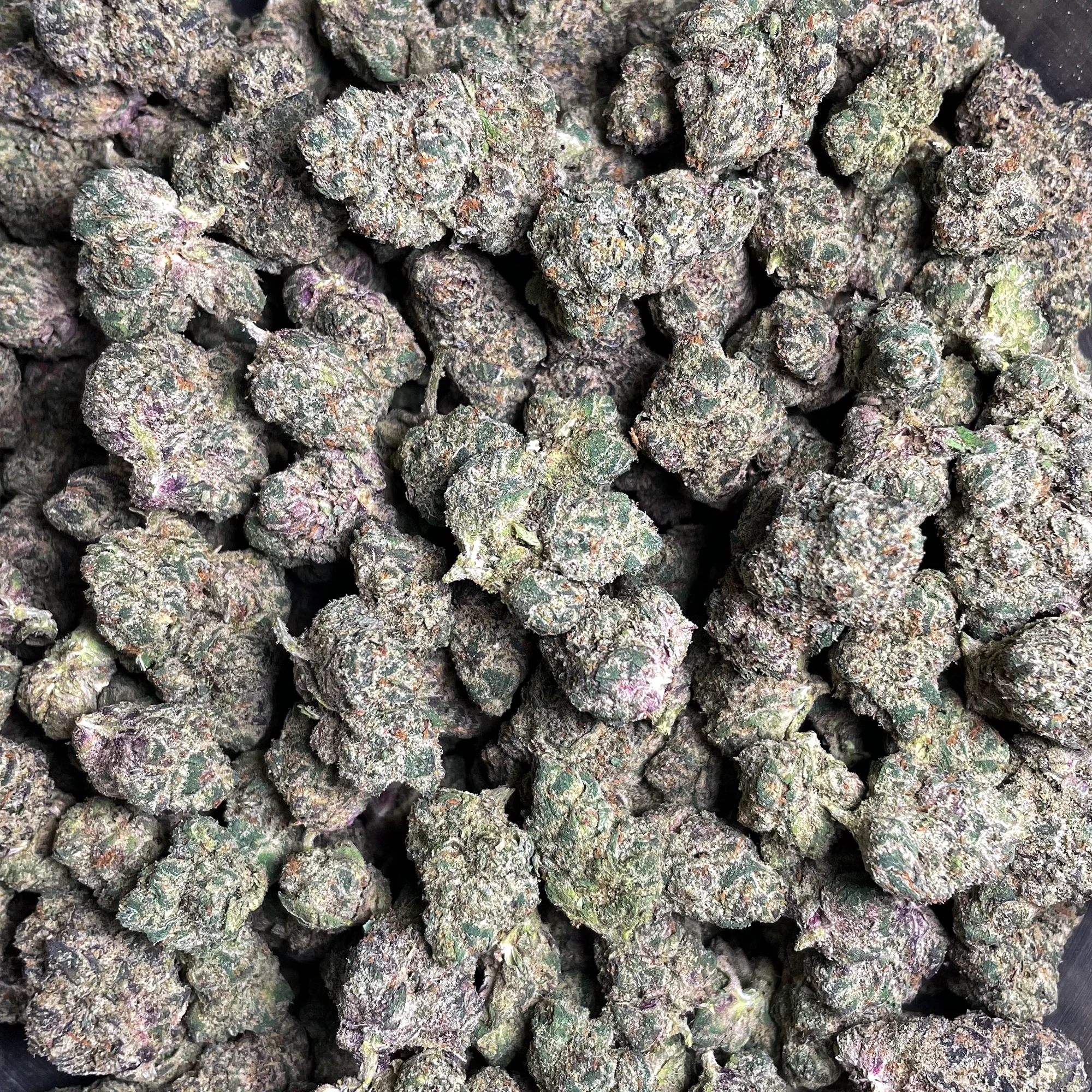 sugar-cane-bulk-flower-4 sugar-cane-bulk-flower-4