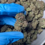 legend-orange-apricot-blk-flower-1