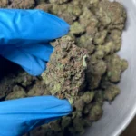 legend-orange-apricot-1