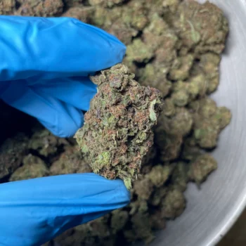 legend-orange-apricot-blk-flower-2