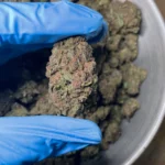 legend-orange-apricot-1